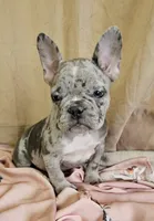 Blue Merle Fem, a female French Bulldog for sale in Clyde, NY – Photo 4 of 9