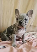 Blue Merle Fem, a female French Bulldog for sale in Clyde, NY – Photo 5 of 9