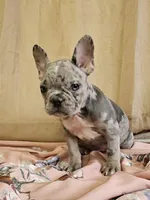 Blue Merle Fem, a female French Bulldog for sale in Clyde, NY – Photo 3 of 9