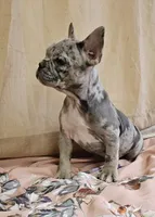 Blue Merle Fem, a female French Bulldog for sale in Clyde, NY – Photo 9 of 9