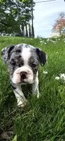 Merle tri Girl MINI, a female English Bulldog and French Bulldog for sale in Clyde, NY – 3 of 8