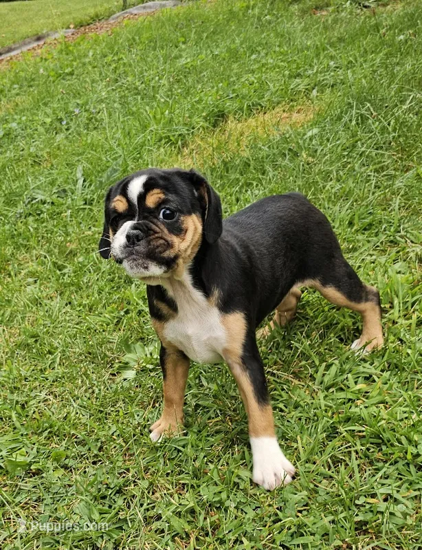 Punchie – English Bulldog, French Bulldog puppy for sale in Clyde, NY