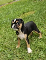Punchie, a male English Bulldog and French Bulldog for sale in Clyde, NY – 1 of 3