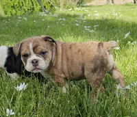 Seal Merle Boy , a male English Bulldog and French Bulldog for sale in Clyde, NY – 7 of 9