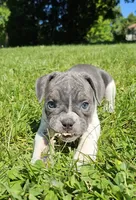 Blue Speck, a female English Bulldog and French Bulldog for sale in Clyde, NY – 4 of 10