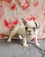 Dottie, a female French Bulldog and Pug for sale in Clyde, NY – 5 of 6