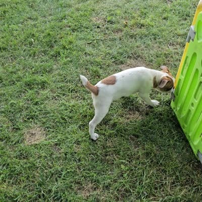 Oscar Pie, a male French Bulldog and Cavalier King Charles Spaniel for sale in Clyde, NY – 9 of 9