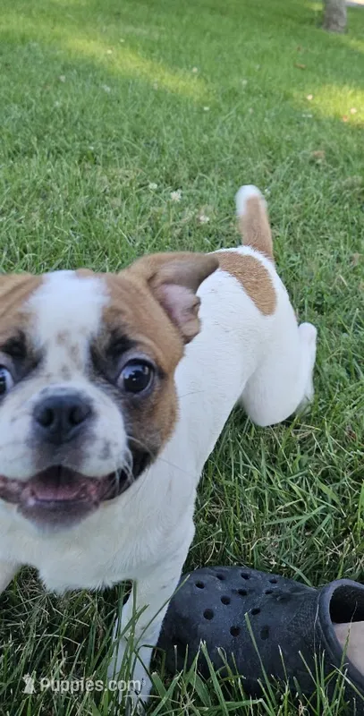 Oscar Pie – French Bulldog, Cavalier King Charles Spaniel puppy for sale in Clyde, NY