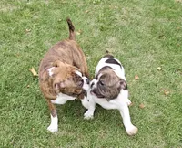 HALF PRICE! Tiger Girl, a male English Bulldog and French Bulldog for sale in Clyde, NY – 7 of 10