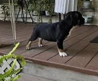 SALE! Dynamo, a male English Bulldog and French Bulldog for sale in Clyde, NY – 3 of 8