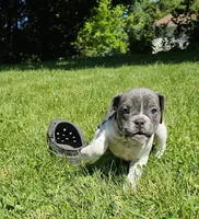 Blue Speck, a female English Bulldog and French Bulldog for sale in Clyde, NY – 7 of 10