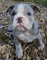 Merle Tri Boy, a male English Bulldog and French Bulldog for sale in Clyde, NY – 9 of 9