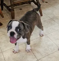 SALE! Sashay, a female French Bulldog and Pug for sale in Clyde, NY – 2 of 10