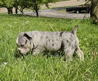 Merle Tri Boy, a male English Bulldog and French Bulldog for sale in Clyde, NY – 5 of 9