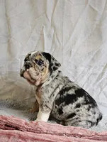 Perfect Mini Bulldog, a female English Bulldog and French Bulldog for sale in Clyde, NY – 5 of 7