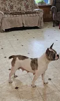 Merle tri Girl MINI, a female English Bulldog and French Bulldog for sale in Clyde, NY – 8 of 8
