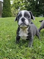 Surdak, a male French Bulldog and Pug for sale in Clyde, NY – 2 of 2