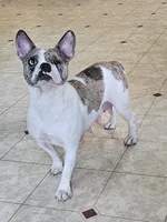 Seal Color Girl, a female English Bulldog and French Bulldog for sale in Clyde, NY – 7 of 7