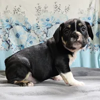 Terfin, a male French Bulldog and Pug for sale in Clyde, NY – 5 of 6
