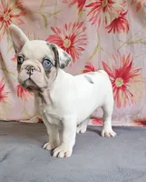 Dottie, a female French Bulldog and Pug for sale in Clyde, NY – 3 of 6