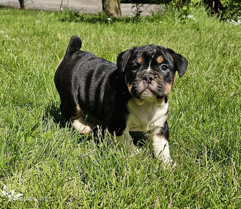 Black Tri Boy – English Bulldog, French Bulldog puppy for sale in Clyde, NY