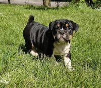 Black Tri Boy, a male English Bulldog and French Bulldog for sale in Clyde, NY – 1 of 5