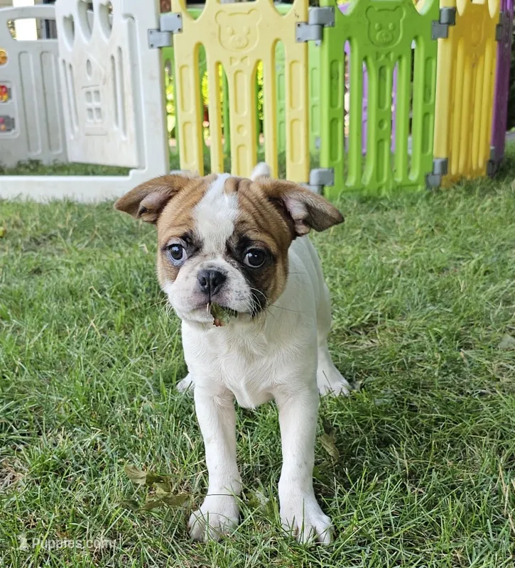 Oscar Pie – French Bulldog, Cavalier King Charles Spaniel puppy for sale in Clyde, NY