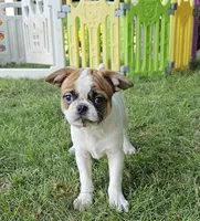 Oscar Pie, a male French Bulldog and Cavalier King Charles Spaniel for sale in Clyde, NY – 1 of 9
