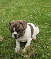 Rollo, a male English Bulldog and French Bulldog for sale in Clyde, NY – 5 of 8
