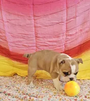 Gold Star Girl, a female English Bulldog and French Bulldog for sale in Clyde, NY – 4 of 8