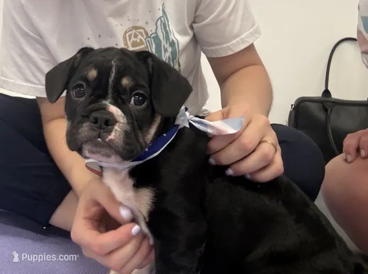 Capt. Jack Sparrow – French Bulldog, Pug puppy for sale in Clyde, NY