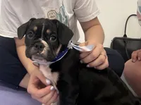 Capt. Jack Sparrow, a male French Bulldog and Pug for sale in Clyde, NY – 1 of 4