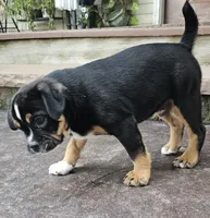 Benny, a male English Bulldog and Puggle for sale in Clyde, NY – 2 of 5