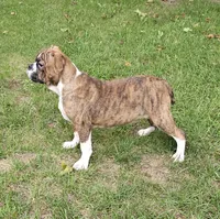 HALF PRICE! Tiger Girl, a male English Bulldog and French Bulldog for sale in Clyde, NY – 5 of 10
