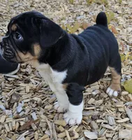 Black Tri Boy, a male English Bulldog and French Bulldog for sale in Clyde, NY – 4 of 5