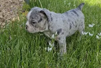 Merle Tri Boy, a male English Bulldog and French Bulldog for sale in Clyde, NY – 6 of 9