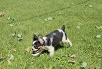 Shelby, a male French Bulldog and Cavalier King Charles Spaniel for sale in Clyde, NY – 6 of 10