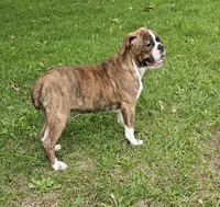 HALF PRICE! Tiger Girl, a male English Bulldog and French Bulldog for sale in Clyde, NY – 9 of 10