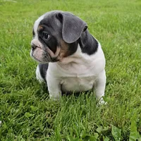 Magnum, a male French Bulldog and Pug for sale in Clyde, NY – 3 of 4