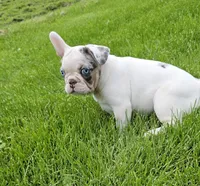 Dottie, a female French Bulldog and Pug for sale in Clyde, NY – 1 of 6