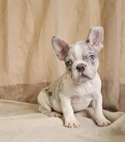 Blue Merle Pied, a male French Bulldog for sale in Clyde, NY – Photo 3 of 3
