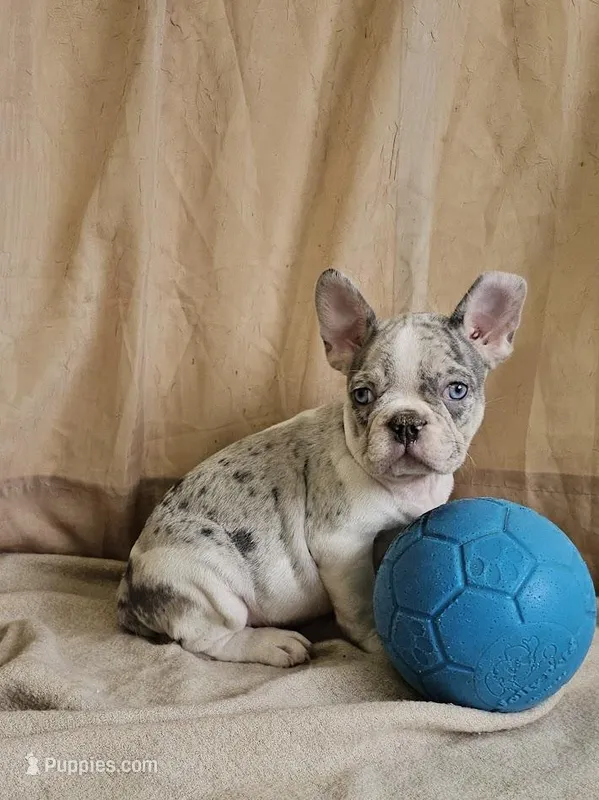 Blue Merle Pied – French Bulldog puppy for sale in Clyde, NY