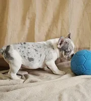 Blue Merle Pied, a male French Bulldog for sale in Clyde, NY – Photo 1 of 3