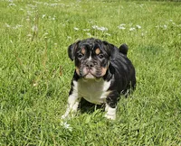 Black Tri Boy, a male English Bulldog and French Bulldog for sale in Clyde, NY – 3 of 5