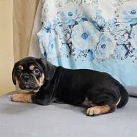 Modge, a male French Bulldog and Cavalier King Charles Spaniel for sale in Clyde, NY – 7 of 8