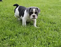 Magnum, a male French Bulldog and Pug for sale in Clyde, NY – 4 of 4