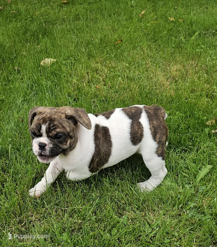 Rollo – English Bulldog, French Bulldog puppy for sale in Clyde, NY