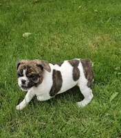 Rollo, a male English Bulldog and French Bulldog for sale in Clyde, NY – 1 of 8