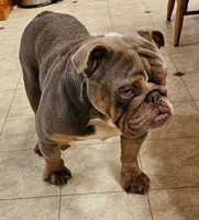 Gold Star Boy, a male English Bulldog and French Bulldog for sale in Clyde, NY – 3 of 7