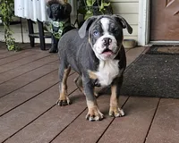 Big Bubba, a male English Bulldog and French Bulldog for sale in Clyde, NY – 3 of 5